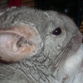 Hondenfoto van Muis,Vera, Papadopoulos, Odette, Annabelle en Ciska (Terra+, Dinky+, Saltarin+, Sam+, Zara+, Paco+)    