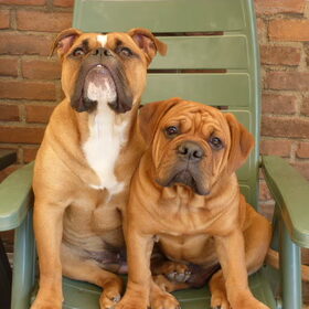 Lacombe Scar (imp. USA) en Bulldoglover's Miss Aylin Jr.