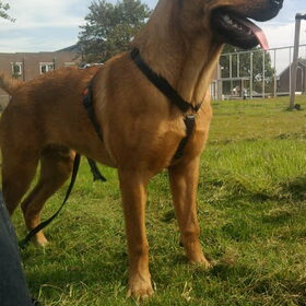 Wordt nog wel een mooie hond