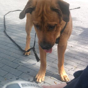Hondenfoto van Hope & Rambo