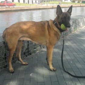 Hondenfoto van Hope & Rambo