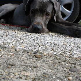 Vrouw, moet dat nou???