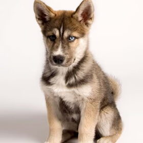 Akemi, Hij is een kruising tussen siberische huky & Akita Inu.
