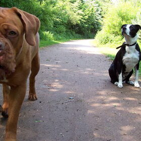 Spike kreeg bezoek van forumdoggie Rebbel, hier een foto van hun…