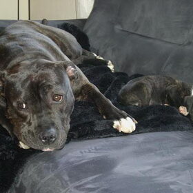 shiva (rip) & Tayka 6 weekjes