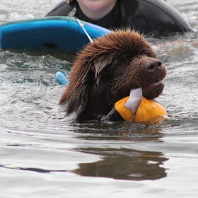 Fedor trekt de surfplank.