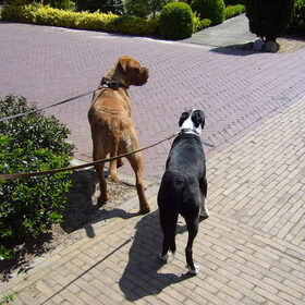 Terugweg van de super mooie en 2 uur durige wandeling :-)