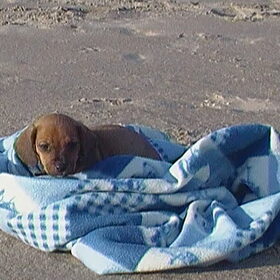 Hier waren we met Astra op het strand in texel hij had het…