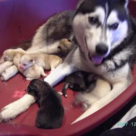 De mama en het nestje ^^