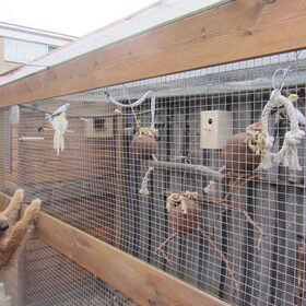 Levi vind de vogels reuze intressant.