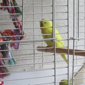Pluisje heeft een vriendje Tweety