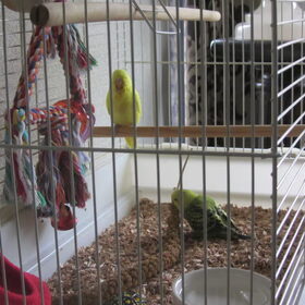Pluisje en tweety.