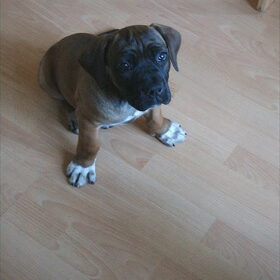 hier is onze bailey net 3 dagen bij ons op 4-06-07 mocht ze…
