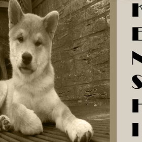 Hondenfoto van silke & woody 