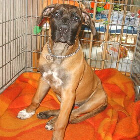 hier is onze bailey 3maanden en zit bijna net als een echt dame
