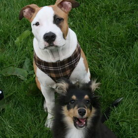 Hondenfoto van Diva & Devon