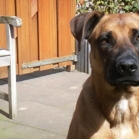 Hondenfoto van Vrouwtje van Denzel en Diva (R.I.P. Dixie)