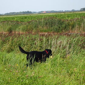 Hondenfoto van Hannah en Pépé