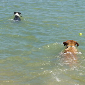 Samen zwemmen met Spike