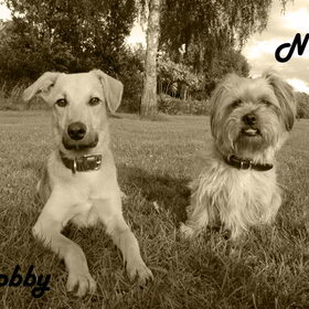 Hondenfoto van silke & woody 