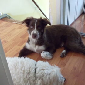 Mijn flappie. haha Nu met hangende oren ;)