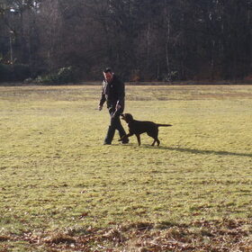 Hondenfoto van Kim, Roef, Casper+