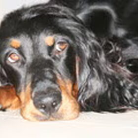 Hondenfoto van Ina, Misty en Aysa