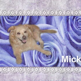 Mickey 8°) (24)