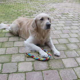 Hondenfoto van Brenda & Buddy & Bobby & Onyx