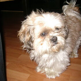 R.i.p simba