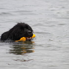 Hondenfoto van Inge, Rottweiler Nika & m'n Canadeesje(s)