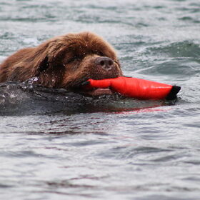 Hondenfoto van Inge, Rottweiler Nika & m'n Canadeesje(s)