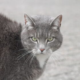 Hondenfoto van team Shadow