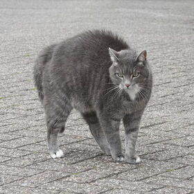 Hondenfoto van team Shadow
