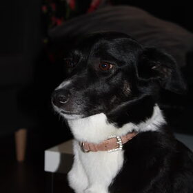 Hondenfoto van Samanthaa&Ruben^^Chicka&Lady^^