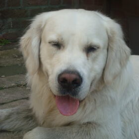 Hondenfoto van Lotte&Guus de Golden*
