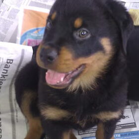 Als kleine pup