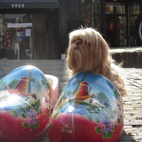 Hondenfoto van liesbeth,Turbo,Luna, Levi en Faith