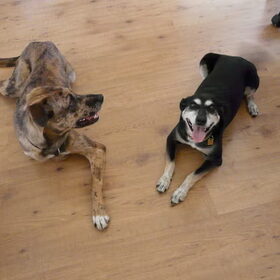 Hondenfoto van Bertine, Junto, Romy