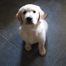 Hondenfoto van An en Marley