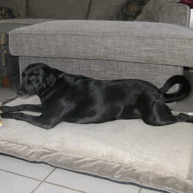 Hondenfoto van sofie, Lucky en Zita <3