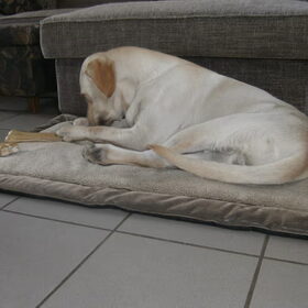 Hondenfoto van sofie, Lucky en Zita <3