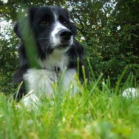 Hondenfoto van silke & woody 