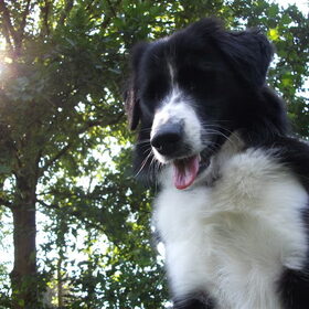 Hondenfoto van silke & woody 