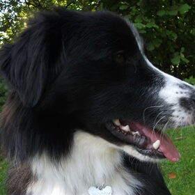 Hondenfoto van silke & woody 