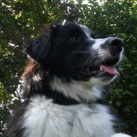 Hondenfoto van silke & woody 