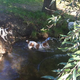 droopy en dribbel