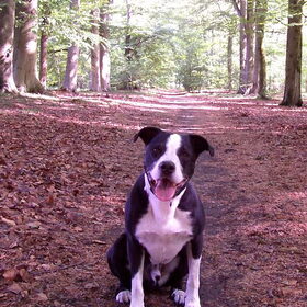 Wandelen is Spike's favoriete bos!
