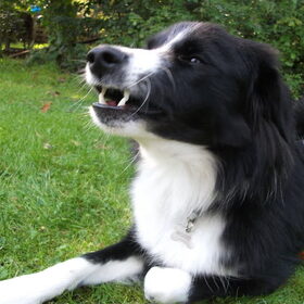 Hondenfoto van silke & woody 