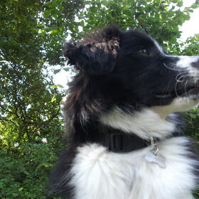Hondenfoto van silke & woody 